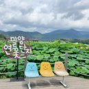 연지기갤러리 | 국내 여름 가볼만한 곳 경남 밀양 연꽃 단지 실시간 현황 개화 시기 2026. 07. 08 방문 후기