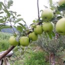 욱이네 농장 이미지