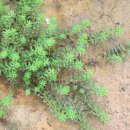 보리각시 이미지