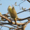 목련나무집 이미지