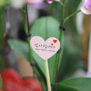 파크 블러썸 이미지