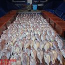 대박 | 고흥 스페셜드림 참돔 타이라바 대박 조황 후기