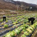 못난이 이미지