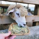 무등산양떼목장 이미지