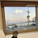 고성군 13 | 강원도 고성 천진해수욕장 애견동반 펜션 ‘소담펜션’ 바다뷰 202호 주말 숙박 후기!