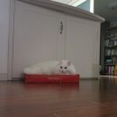 쫄랭쫄랭 이미지