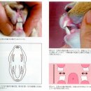 치아의 구조와 기능 이미지