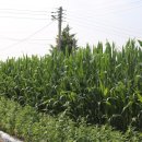 믿음사슴농장 이미지