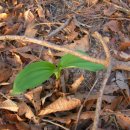 산야초 산마늘 이미지