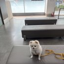소사프라임동물병원 | 비엔동물전문의료센터 강아지마취전상담 후기｜8살 봉구, 마취 전 검사를 받고 안심할 수 있었어요