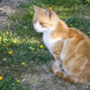 논현동물병원 이미지