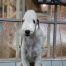 솜솜 애견미용 이미지