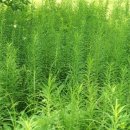 둥굴레 - 안성시 | 둥굴레