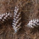 방아다리공원 이미지