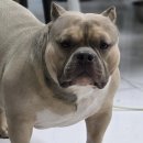 포에버퍼피 이미지