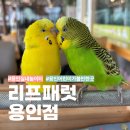 운학주유소 | 용인실내놀이터 리프패럿 용인점｜아이와 즐기는 앵무새카페 체험 후기