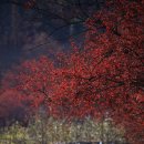 (주) 산수유 Daum카페