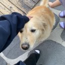 [경기/양평]6명에서 글램핑 가기 - 상상글램퍼스 썬샤인 후기