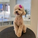 멍개구름 이미지