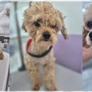 퍼피살롱 이미지