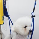 개린이살롱 | 부산 애견 미용 , 부산 동래 강아지 미용실 로운이네 살롱 이용 후기 !!