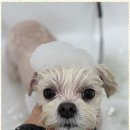 편안한댕 이미지