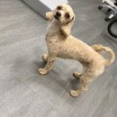 깔꼼 애견미용실 이미지