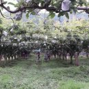 배들농장 이미지