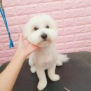 쉬리펫살롱 이미지