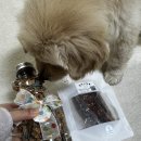 댕냥이 점빵 이미지