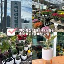 데생으로 그린 감성 수채화 | 원주 관설동 꽃집 추천 | “초록나라 식물원” 솔직 후기 +원주시내 꽃배달·분갈이 가능