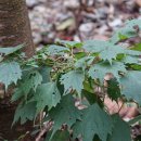 풀거북꼬리[Urticaceae (쐐기풀과) ＞ Boehmeria (모시풀속) ＞ gracilis (풀거북꼬리)] 이미지