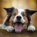 강아지랑 이미지