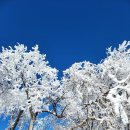 스마트카프라자 | 겨울왕국 ❄️제대로 느끼는 발왕산 케이블카 여행