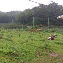 클로바농장 이미지