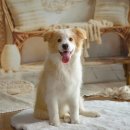 평촌동물병원 이미지