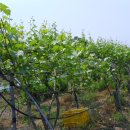 머루와 다래 이미지