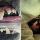 리움 동물의료센터 이미지