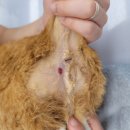 다나은동물병원 이미지