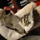 거제도 굴구이 이미지