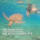 돌고래약품 | [필리핀 보홀 여행] 발리카삭 아일랜드 투어 | 로컬페이지 소규모 투어 리얼 후기 (거북이+산호+돌고래🐟)