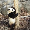 팬더 이미지