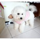 아지발바닥 이미지