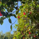 디아크리조트 3 이미지