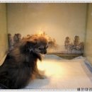 시아동물병원 이미지