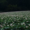 감자꽃필무렵 이미지