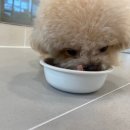 올어바웃도그 이미지