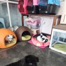 진접애견미용 이미지