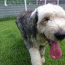 왕개상점 이미지