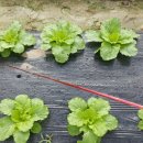 유연농장 이미지